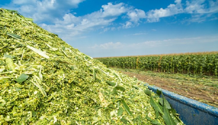 Forage Analysis Market Accelerates as Farmers Seek Superior Feed for Optimal Livestock Health