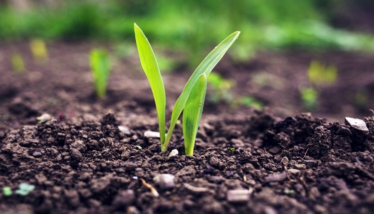 Humic Based Biostimulants Market Strengthened by Rising Soil Health Awareness and Education