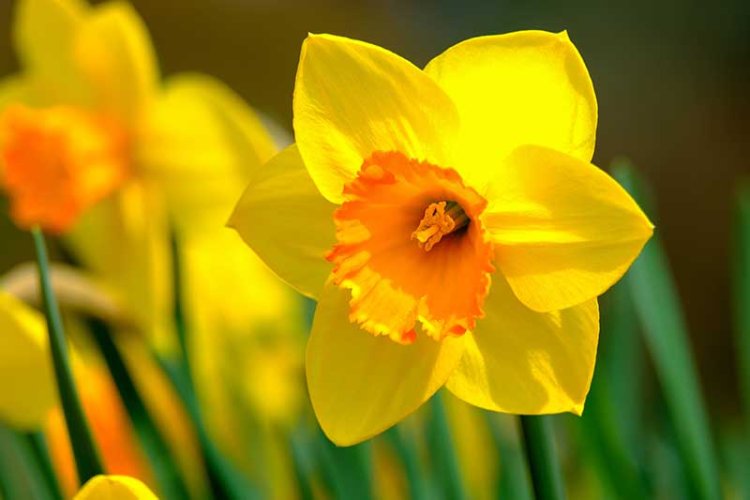 Desi Gardening: Embracing the Beauty of Yellow Flowers