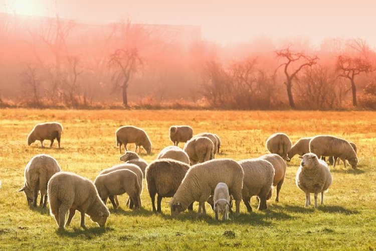 AI In Livestock Farming Global Market Exhibit a Remarkable CAGR of 26.9% and is Expected to Reach $1.22 Billion By 2028