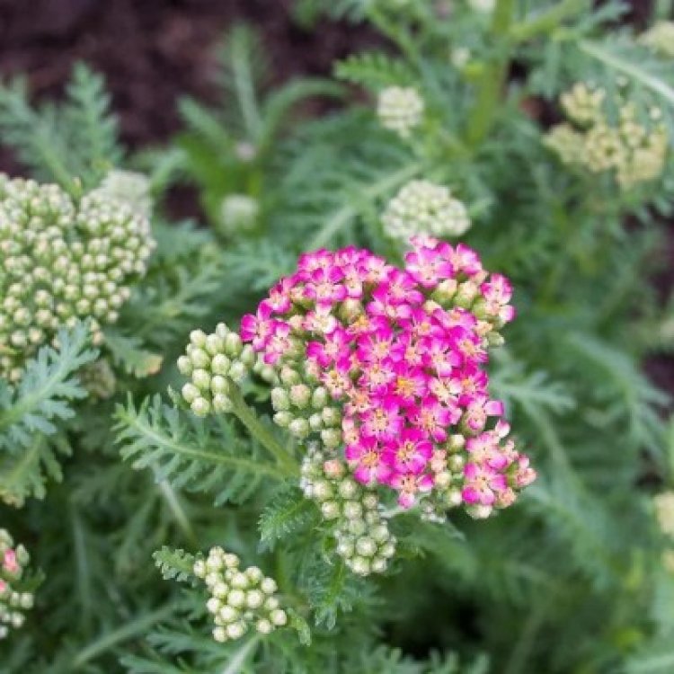 Achillea millefolium 'Desert Eve™ Deep Rose' Now Available at Evergreen Nursery