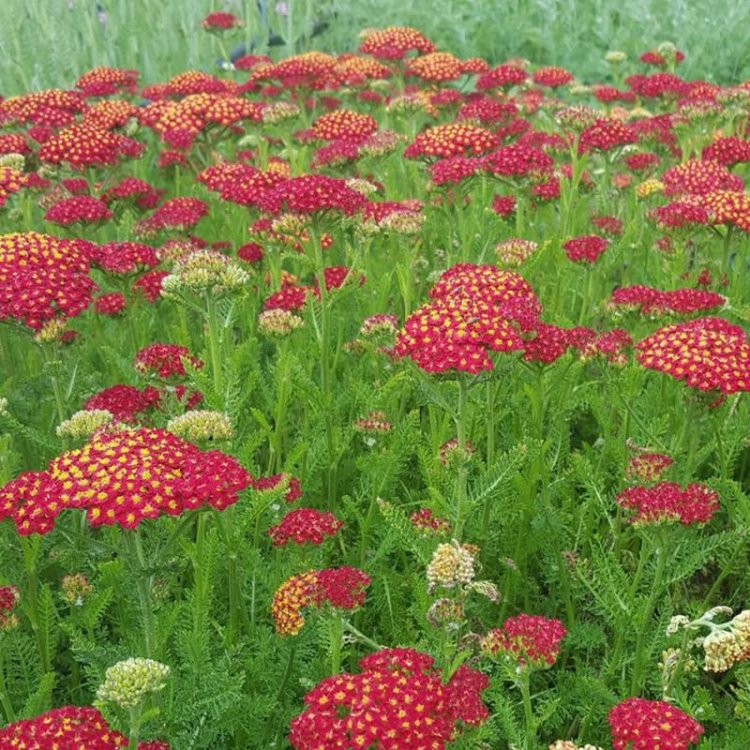 Achillea millefolium 'Desert Eve™ Red' Available at Evergreen Nursery