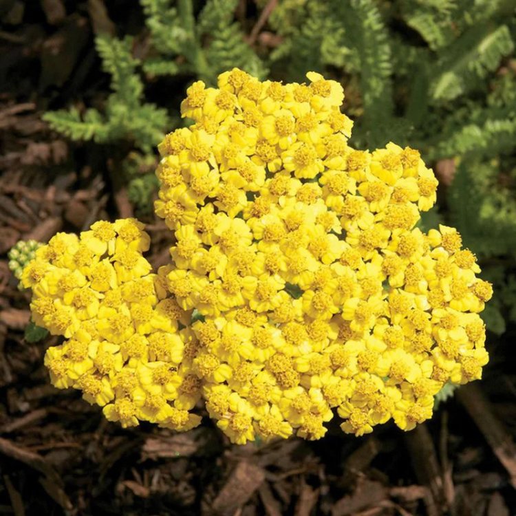 Achillea millefolium 'Little Moonshine' Available at Evergreen Nursery