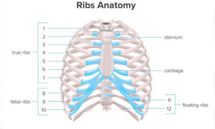 Difference between male and female ribs