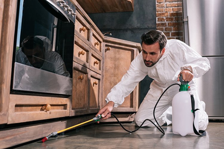 Top Pest Control Exterminator in Dewitt for Your Home