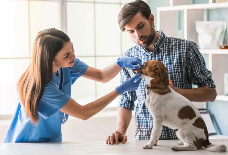 Essential Veterinary Products: A Complete Guide to Keeping Your Pets Safe and Healthy