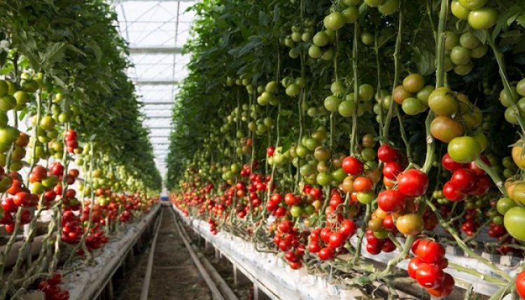 UAE Vertical Farming Market: Investment Surge & Tech Advances Propel Sector