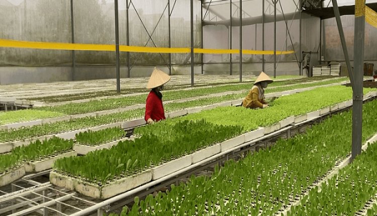 Vietnam Greenhouse Market: Growth Fueled by Need for Year-Round Crops & Crop Diversification