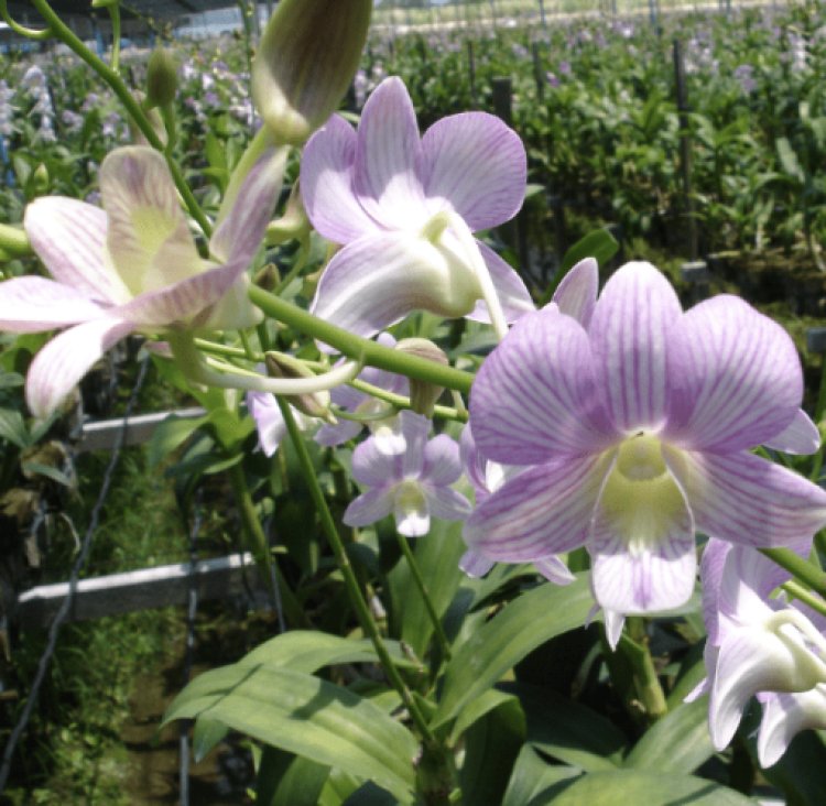 Buy orchids online Thailand: A Guide to Finding and Caring for Your Perfect Orchid