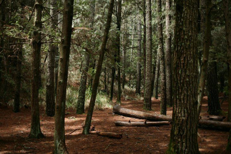 Precision Forestry  Market Size, Insights, Outlook, and Overview by 2024-2033