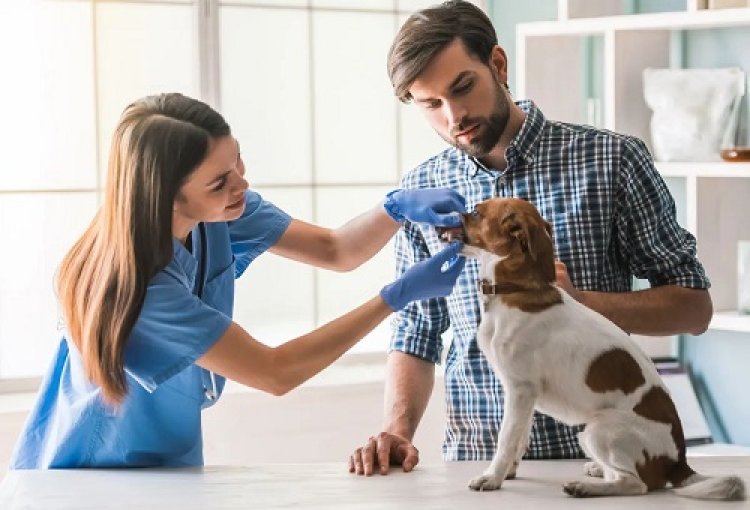 Essential Veterinary Products: A Complete Guide to Keeping Your Pets Safe and Healthy