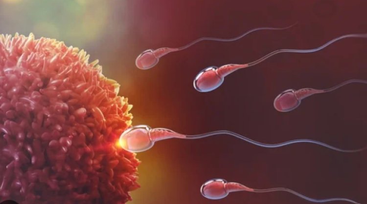 Male Fertility Market Size, Insights Forecast, Growth, Trends 2024-2033