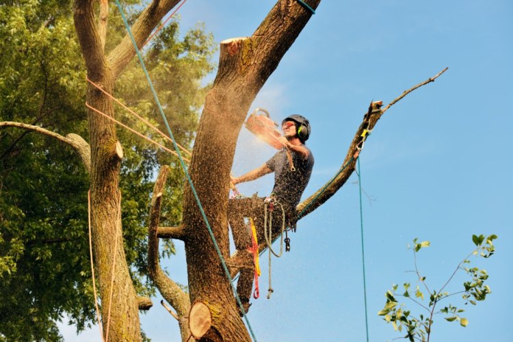 Tree Removal Eastern Suburbs Sydney