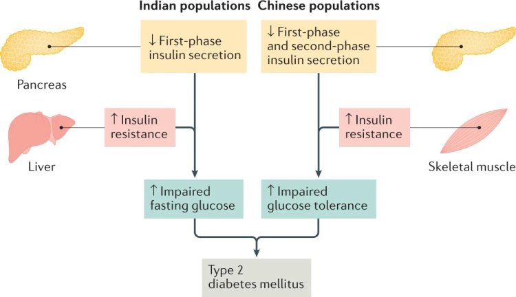 Diabetes Research Focus: Diabetic Mouse Modeling