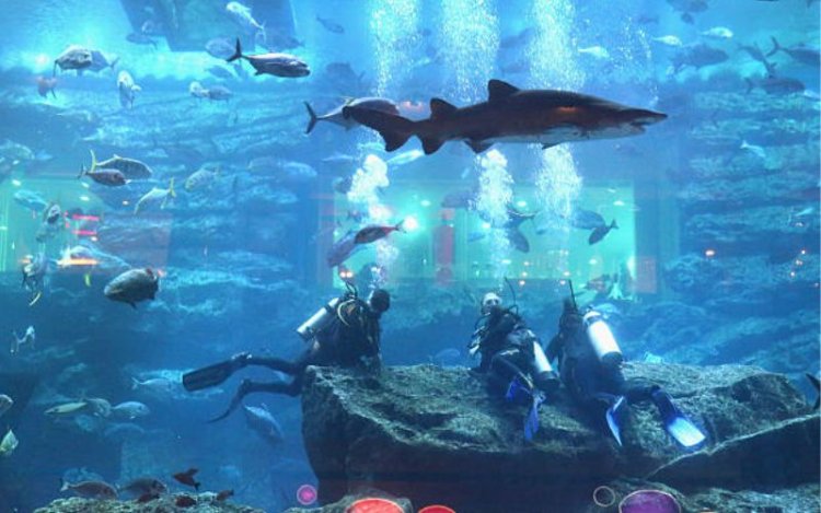 Discover Fascinating Marine Creatures at the Dubai Mall Underwater Zoo