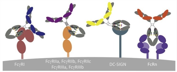 Serum amyloid A