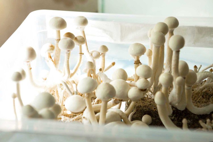 How to Get Psilocybin Facilitator Certification in Colorado: Requirements and Process