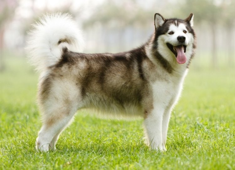 Why the Alaskan Malamute Makes a Great Companion: A Look at This Majestic Breed