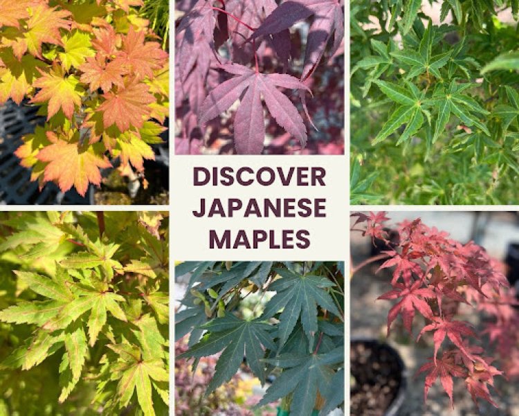 30% Off Japanese Maple Trees at Evergreen Nursery – Limited Time Offer!