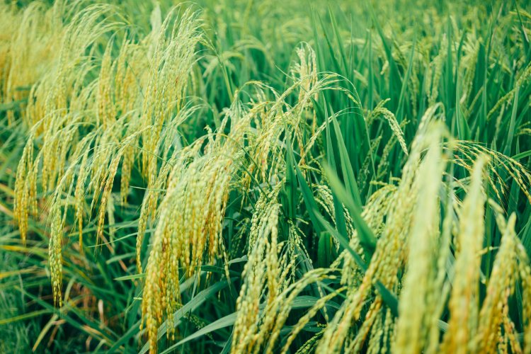 Paddy Rice Market By Product Type, By Manufacturers, By End-User And Market Trend Analysis Forecast 2033