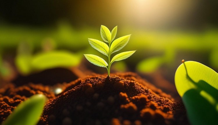 Biofertilizers Market: Global Demand for Organic Products Fuels Expansion