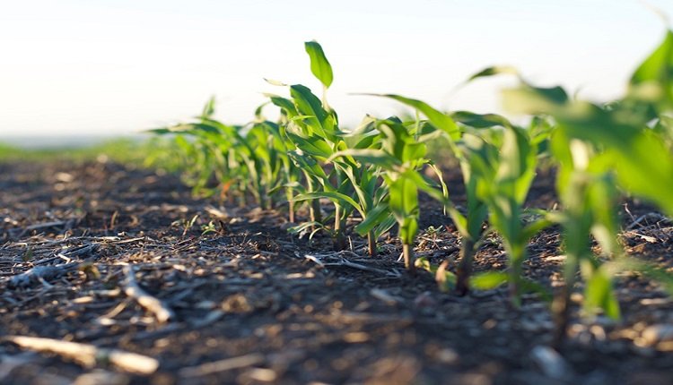 Atrazine Market: Herbicide Technology Advances and Crop Awareness Key Drivers