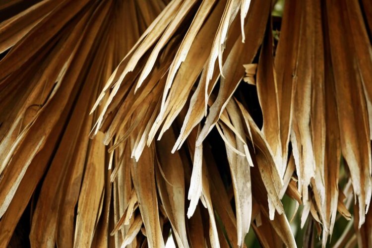 Dry Coconut Leaves Based Biodegradable Straw Manufacturing Plant Project Report 2024: Setup Details, Capital Investments and Expenses