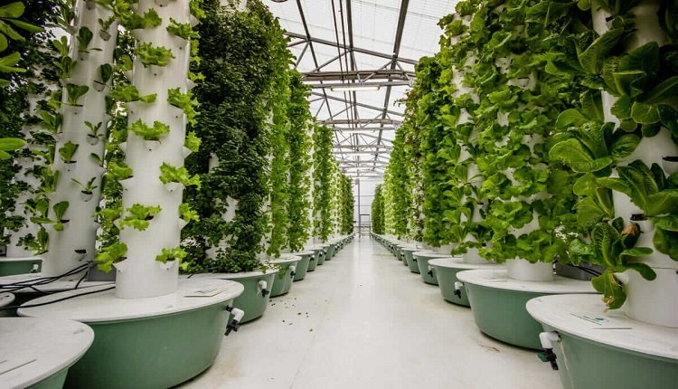 Aeroponics Market Growth Accelerated by Limited Arable Land and Organic Foods