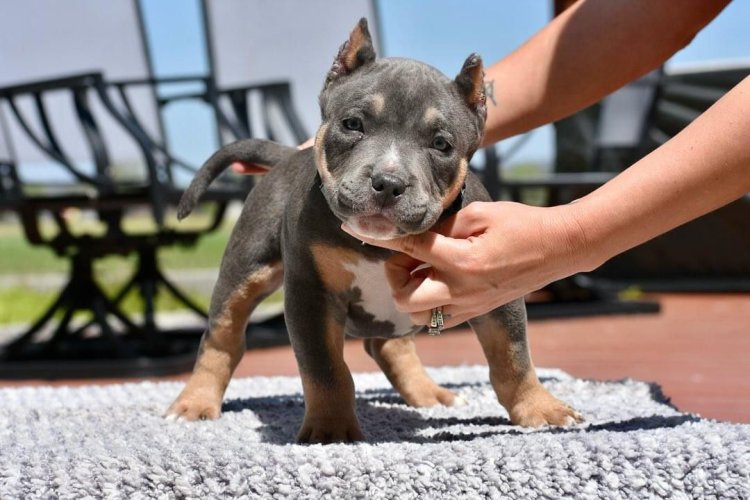 Discover the Giant Heart of XL American Bully Puppies