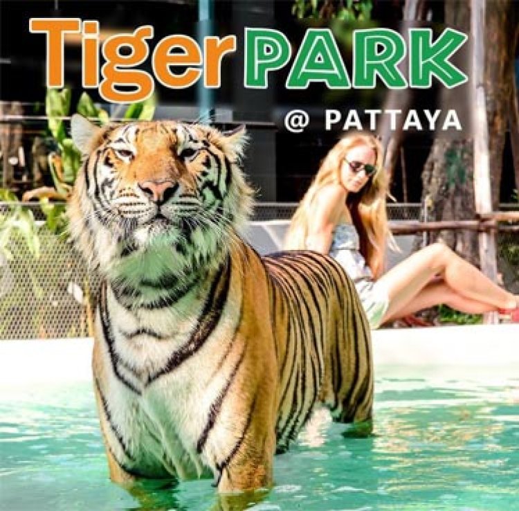 Discounted Ticket Tiger Park Pattaya: Your Ultimate Wildlife Adventure with Unbeatable Ticket Deals