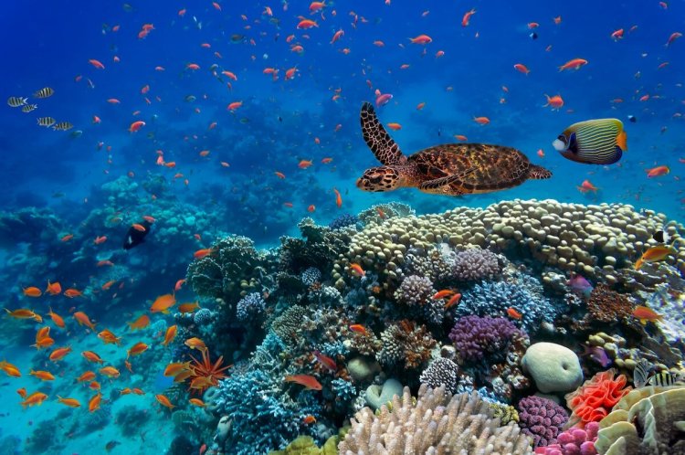 Protecting Our Underwater Gardens: The Vital Role of the Global Coral Reef Monitoring Network