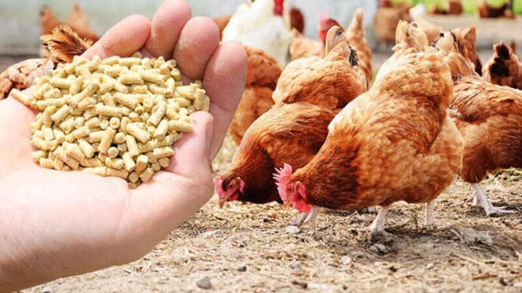 Animal Feed Market Size, Share, Growth, Key Players, Analysis and Forecast 2024-2032