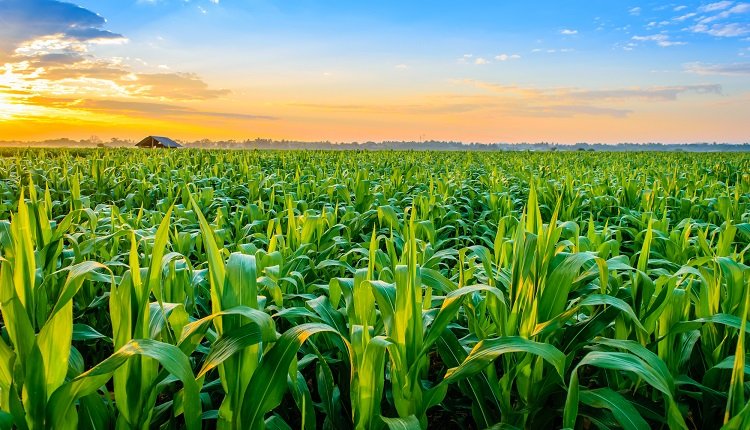 General Crop Farming Market: The Role of Global Supply Chains