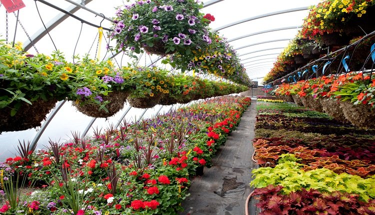 Greenhouse Nursery And Flowers Market: Landscape Design Trends Emerging