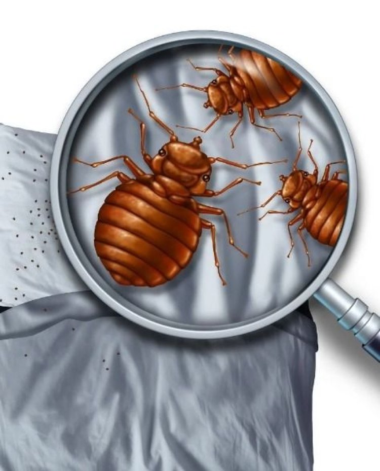 How to Get Rid of Bed Bugs for Good