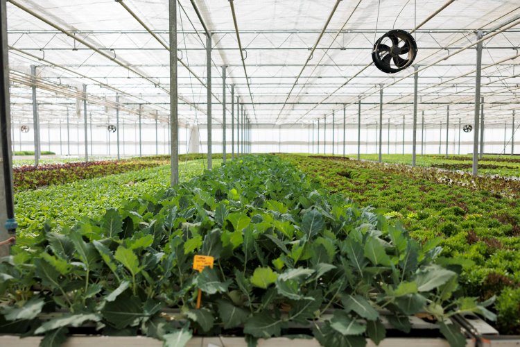 Greenhouse Film Market Size, Overview And Trends - 2024-2033