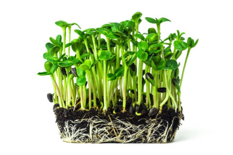 Microgreens Global Market Size, Share Report, Growth Analysis, Key Players, Revenue, Future Trends, Forecast 2033