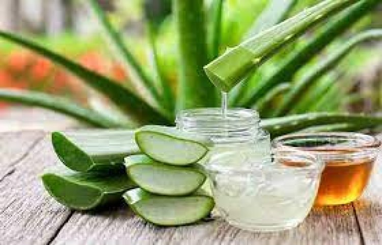 Aloe Vera Extract Market is Likely To Unfold Lucrative Business Opportunities During The Forecast Period 2024-2030