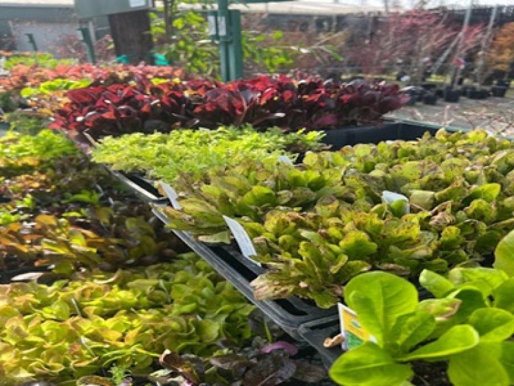 Add Autumn Charm to Your Garden with Evergreen Nursery's Autumn Interest Plants for Sale