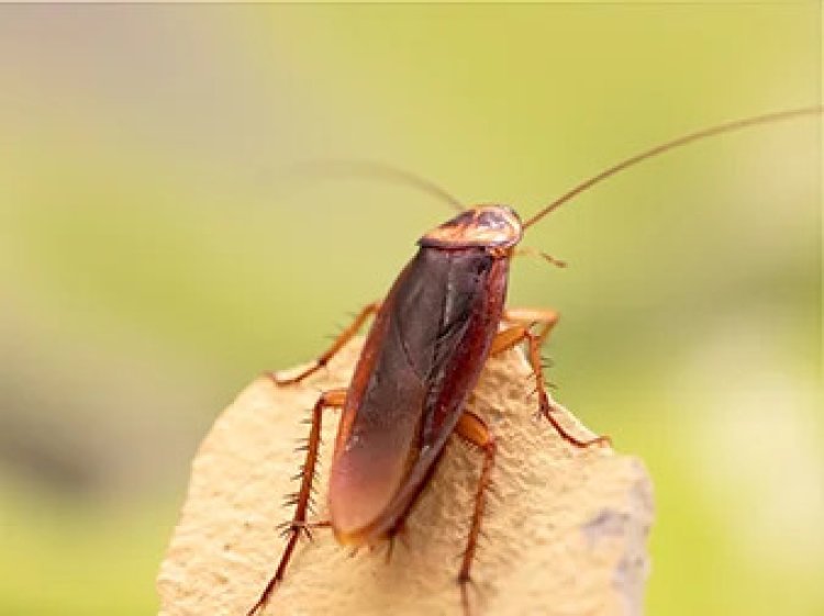 Cockroach Pest Control Services: A Comprehensive Guide