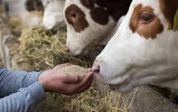 Global Animal Feed Market Will Generate New Growth Opportunities by 2030: Know more about Top Key Players