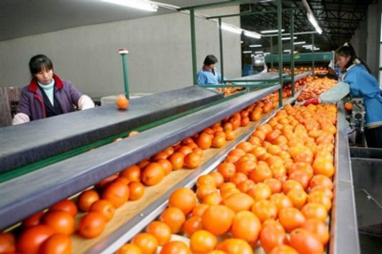 Orange Processing Plant Project Report 2024: Business Plan, Cost and Raw Material Requirements