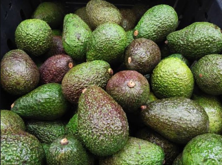 Top 10 Places to Buy Avocado in Delhi: Fresh & Delicious