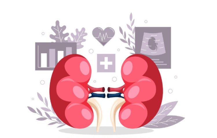 Creatinine and BUN Testing A Guide to Optimal Kidney Function Evaluation