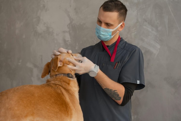 Veterinary Anti infectives Market Analysis, Size, Strategies Outlook By 2033