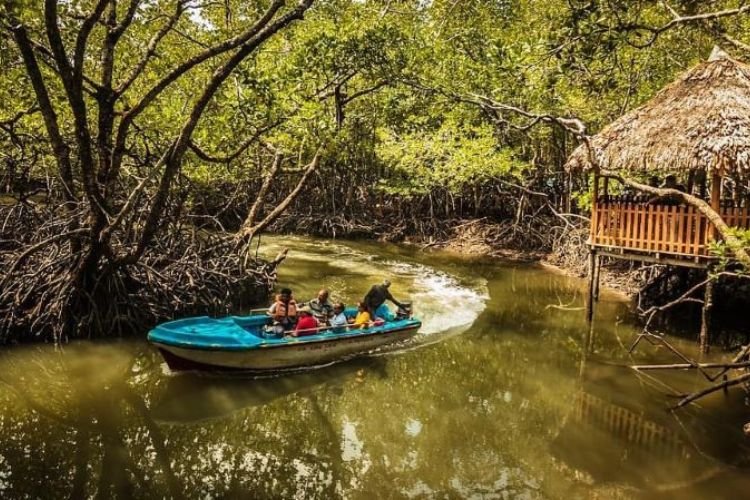 Exploring the Mangroves of Andaman Islands