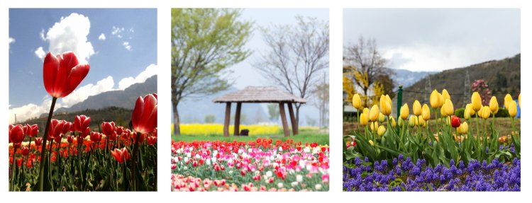 KASHMIR TULIP FESTIVAL PACKAGE