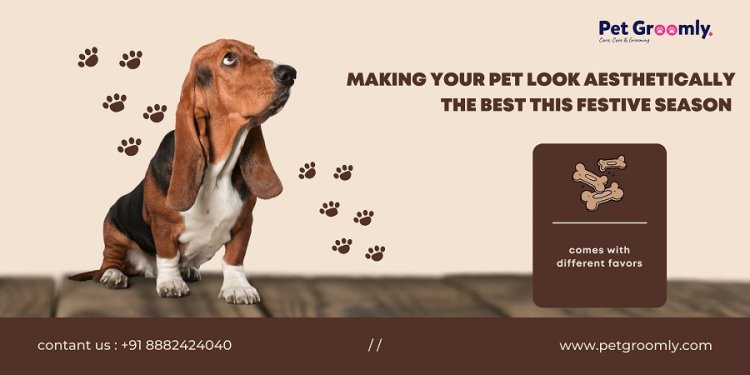 Making Your Pet Look Aesthetically the Best this Festive Season