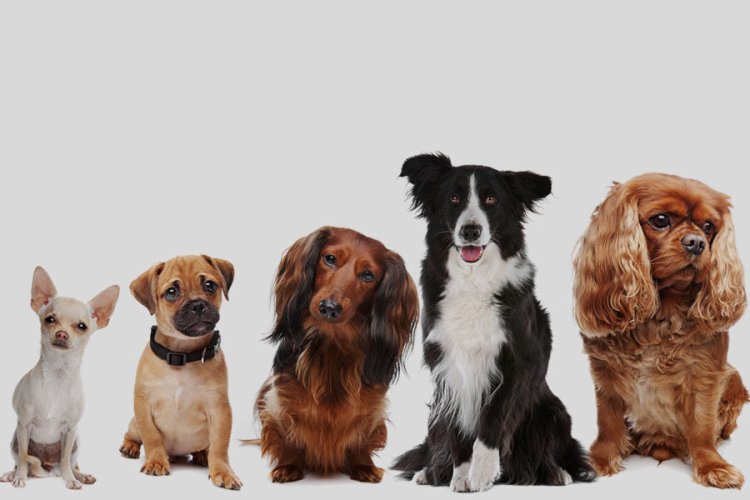 The Complete List of Dog Breeds