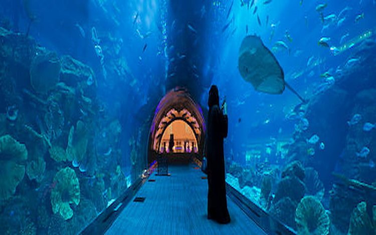 10 Fascinating Facts About Dubai Mall Aquarium You Didn’t Know